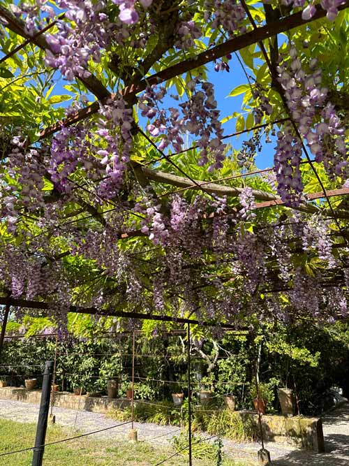 Portugal. Vingården til Jose Maria Fonseca i Azeitão, Setúbal. Hagen og blomstring om våren. Foto