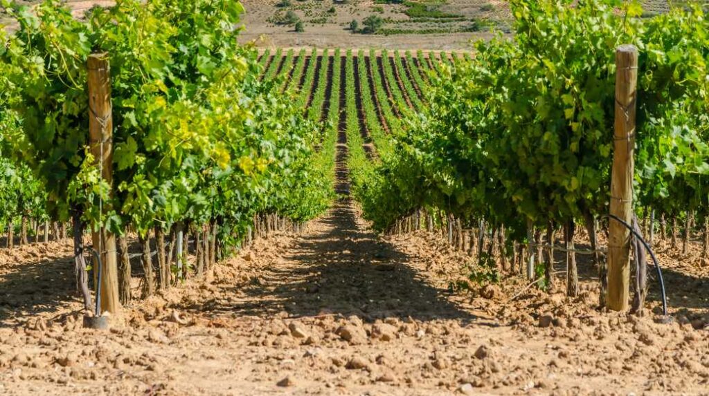 Spania. Vinmarkene i Rioja