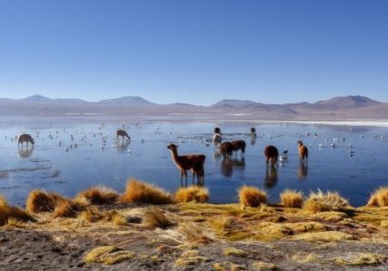 Bolivia. Altiplano. Lamaer, alpakkaer og fugler. Foto