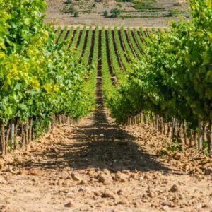 Spania. Vinmarkene i Rioja